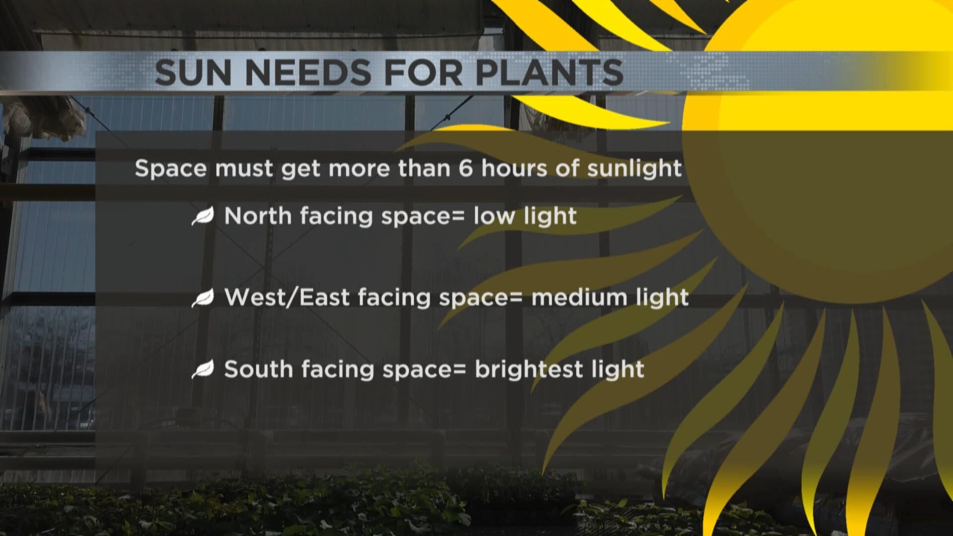 sun needs graphic